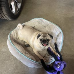 Happy Pug after being groomed!