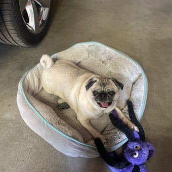 Pup's N Bubbles Pet Grooming - Happy Pug after being groomed! - Pet Groomers Near Me - Lake Elsinore, California