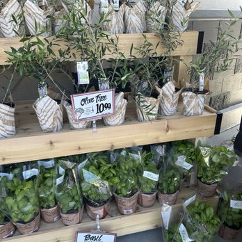 Trader Joe's - Olive trees - Grocery Near Me - Tracy, California Trader Joe's - Olive trees - Grocery Near Me - Tracy, California