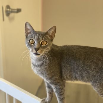 Frisky Cat Cafe - Cafes Near Me - St. Augustine, Florida