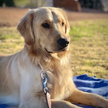 Lead & Thrive Dog Training - Ready to go! - Pet Training Near Me Lead & Thrive Dog Training - Ready to go! - Pet Training Near Me