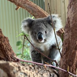 Symbio Wildlife Park - Koala Joey