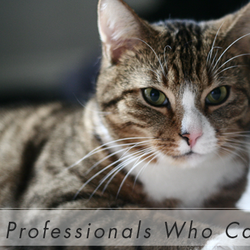 Animal Medical Center of Macomb