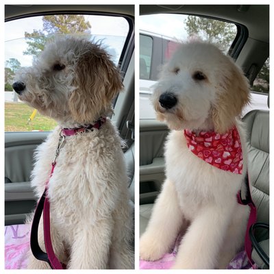 salon versace dog wash and grooming