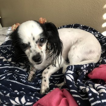 Paws At Main - Pet Groomers Near Me - Corona, California Paws At Main - Pet Groomers Near Me - Corona, California