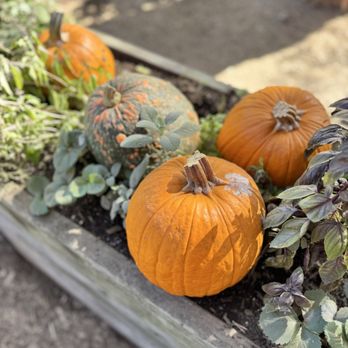 Alpine Inn - Seasonal decor - Burgers Near Me - Portola Valley, California Alpine Inn - Seasonal decor - Burgers Near Me - Portola Valley, California