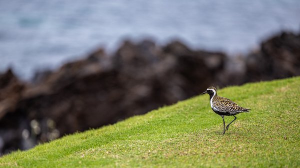 Keawakapu Beach by null