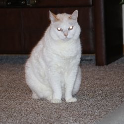 NoCo Pet Sitting
