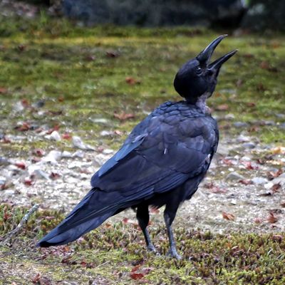 Overseas Adventure Travel by null