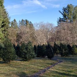 Lewis Christmas Tree Farm - This year's selection of pre cut trees