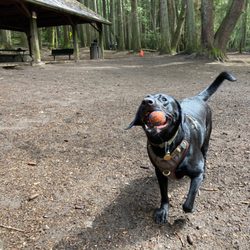 Point Defiance Off Leash Dog Park - 4/2022: Lots of space to run and a shelter with tables for the hoomans.