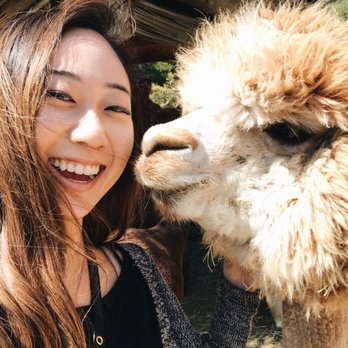Canzelle Alpacas - Hehe so much happiness - Farms Near Me - Carpinteria, California Canzelle Alpacas - Hehe so much happiness - Farms Near Me - Carpinteria, California