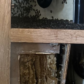 Texas Bee Services - Bee Removal - Pest Control Near Me - Taylor, Texas Texas Bee Services - Bee Removal - Pest Control Near Me - Taylor, Texas