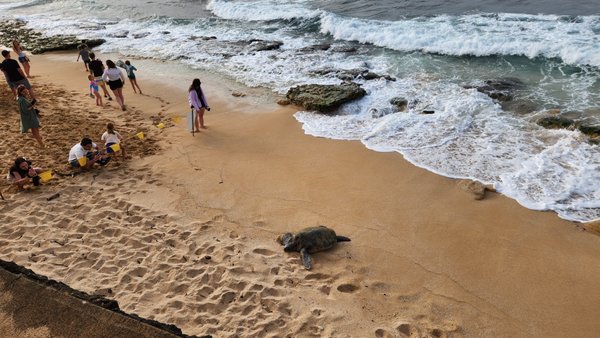Ho'okipa Beach Park by null