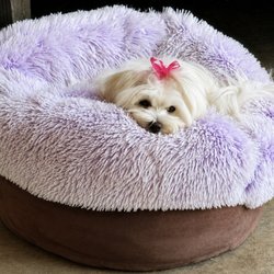 Debs Pet Transformations Pet Salon - Pretty Bow, had a long day, needs to lay down haha