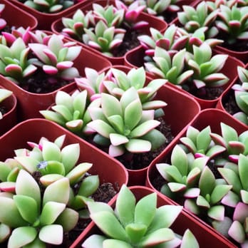 OC Succulents - Such beauties - Nurseries & Gardening Near Me - Irvine, California OC Succulents - Such beauties - Nurseries & Gardening Near Me - Irvine, California