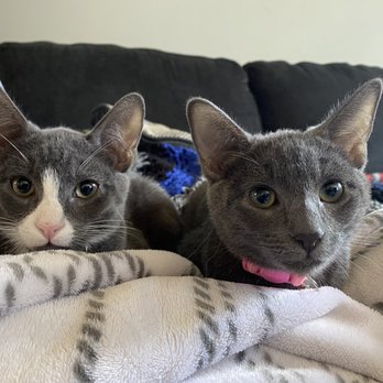 Kitten Rescue - Loki (left) and Hela (right) - Animal Shelters Near Me - North Hollywood, California Kitten Rescue - Loki (left) and Hela (right) - Animal Shelters Near Me - North Hollywood, California