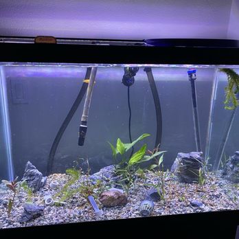 Petco - 55 gallon setup - Pet Stores Near Me - Saugus, California Petco - 55 gallon setup - Pet Stores Near Me - Saugus, California