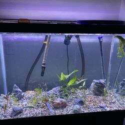 Petco - 55 gallon setup