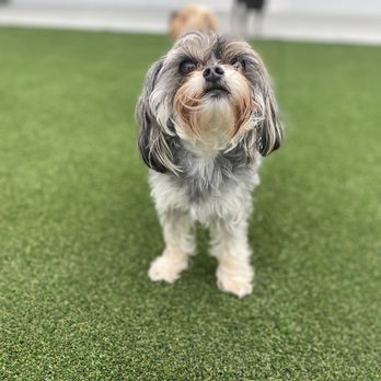 Pet Paradise Jacksonville University - Pet Training Near Me - Jacksonville, Florida