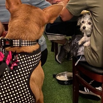 Morrison - Dog friendly atmosphere - Gastropubs Near Me - Los Angeles, California Morrison - Dog friendly atmosphere - Gastropubs Near Me - Los Angeles, California