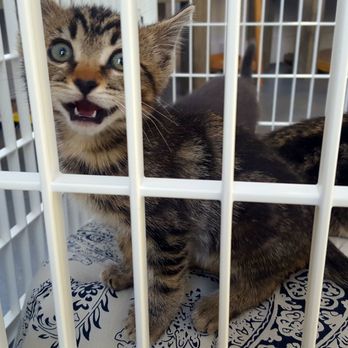 Cat Therapy - Pet Adoption Near Me - Santa Barbara, California Cat Therapy - Pet Adoption Near Me - Santa Barbara, California