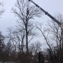 Towe Arbor Care - Going up