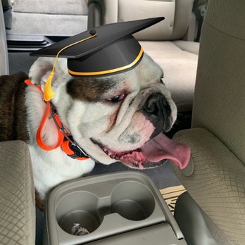 Canine Texas - Graduated - Pet Training Near Me - Montgomery, Texas Canine Texas - Graduated - Pet Training Near Me - Montgomery, Texas