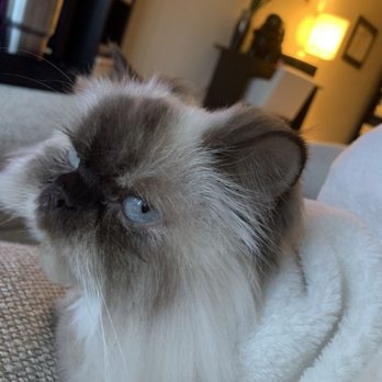 Fetch! Pet Care - A long-haired cat with blue eyes and a cream and gray coat is lying on a soft blanket in a cozy indoor setting. - Dog Walkers Near Me - Silver Spring, Maryland
