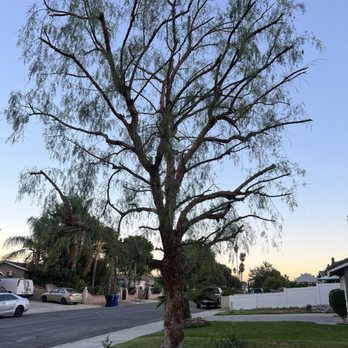 Damian’s Tree Service - Tree Services Near Me