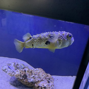 Glen Echo Park Aquarium - Aquariums Near Me - Glen Echo, Maryland