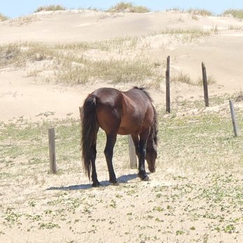 Wild Horse Adventure Tours - Tours Near Me - Corolla, North Carolina Wild Horse Adventure Tours - Tours Near Me - Corolla, North Carolina