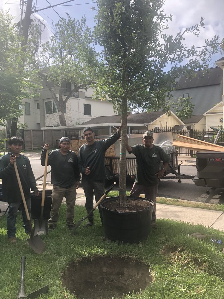 Gilbert's Tree Service - tree service in Houston, TX