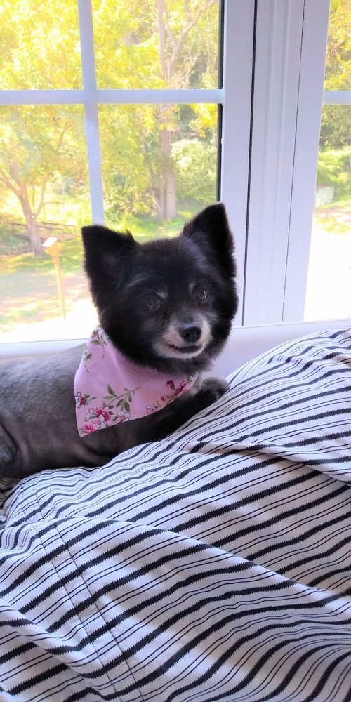 PETCO 18 Reviews 3901 Old Forest Rd, Lynchburg, VA Yelp