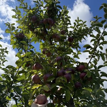 Apple Holler - American Near Me - Sturtevant, Wisconsin