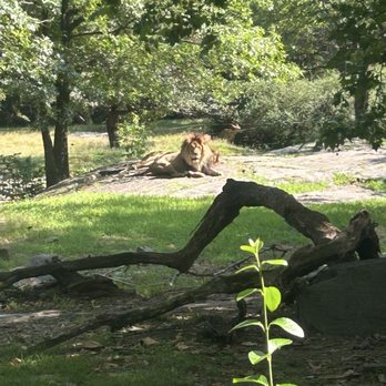 Bronx Zoo - Lion - Zoos Near Me - Bronx, New York