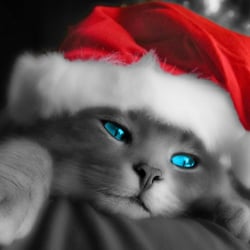 Alpha-Loisirs