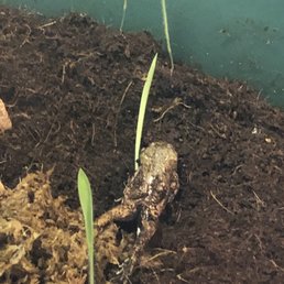 Dead frog