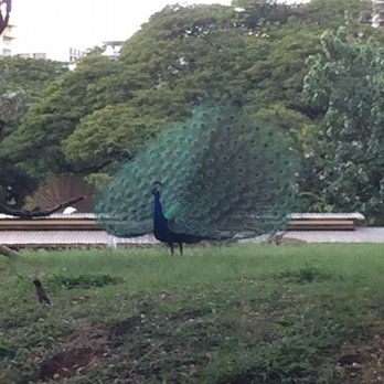 Twilight Tours - It's mating season. Here is a male peacock. - Walking Tours Near Me - Honolulu, Hawaii Twilight Tours - It's mating season. Here is a male peacock. - Walking Tours Near Me - Honolulu, Hawaii