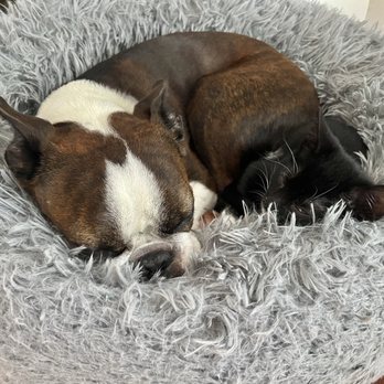 Ten Lives Club - Wasabi & Cashew are now friends - Animal Shelters Near Me - Blasdell, New York Ten Lives Club - Wasabi & Cashew are now friends - Animal Shelters Near Me - Blasdell, New York