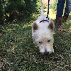 Bohman Christmas Tree Farm - Dogs are allowed!