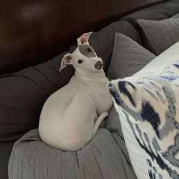 The dangerous dog that he almost got hit by a car The dangerous dog that he almost got hit by a car