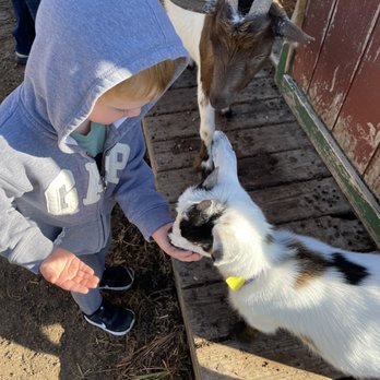 Ditmars Orchard & Vineyard - Goats - Farms Near Me - Council Bluffs, Iowa