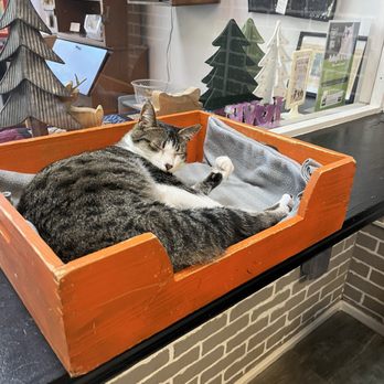 Fat Cat Café - Pet Adoption Near Me - Tallahassee, Florida