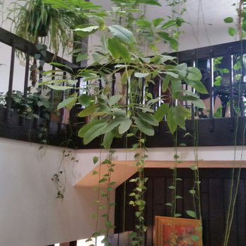 Wheatfield Inn - The owner has an amazing Green Thumb you feel like you're in the rainforest - Bed & Breakfast Near Me - Williamston, Michigan Wheatfield Inn - The owner has an amazing Green Thumb you feel like you're in the rainforest - Bed & Breakfast Near Me - Williamston, Michigan