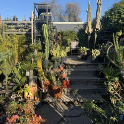 The Dry Garden