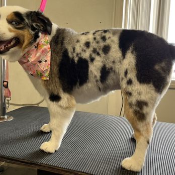 Milford Dog Grooming Salon: Pamper Your Pooch Today!