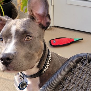 Karma Dog Training - Natti is very well behaved and potty trained because of her training. She is only 5 months old now! - Pet Training Near Me - Carlsbad, California