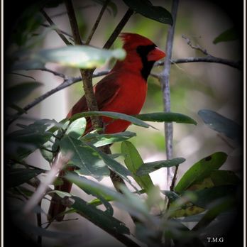 Hammock State Park - Male Cardinal seen at Hammock Park. (Photo by T.Gilmore) - Hiking Near Me - Dunedin, Florida
