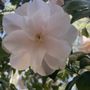 Photo of Gwendolyn Barclay CMT, LE